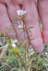 Boronia pilosa