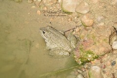 Pelophylax saharicus