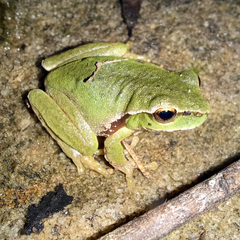 Ranoidea phyllochroa