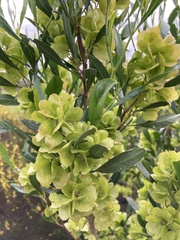 Dodonaea viscosa spatulata