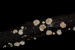 Crepidotus subverrucisporus