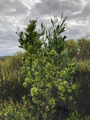 Dodonaea viscosa spatulata