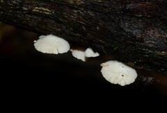 Crepidotus subverrucisporus