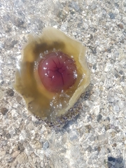 Cotylorhiza tuberculata