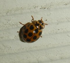 Harmonia conformis