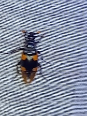 Nicrophorus quadrimaculatus
