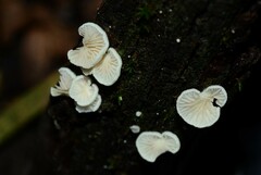 Crepidotus subverrucisporus