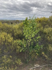 Dodonaea viscosa spatulata