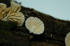 Crepidotus subverrucisporus