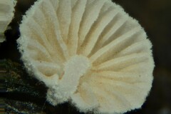 Crepidotus subverrucisporus