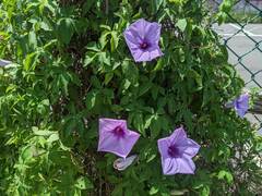 Ipomoea cairica