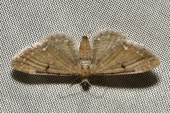 Eupithecia absinthiata