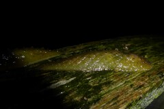 Pseudaneitea