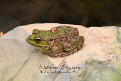 Pelophylax saharicus