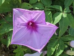 Ipomoea cairica
