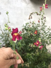 Antirrhinum