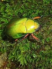 Chrysina