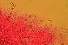 Crepidotus subverrucisporus