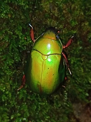 Chrysina