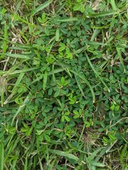 Kummerowia striata