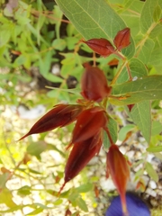 Hypericum virginicum