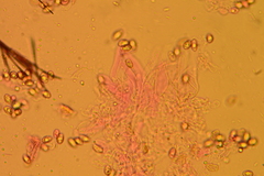 Crepidotus subverrucisporus