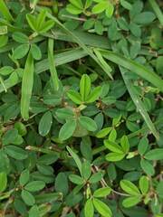 Kummerowia striata