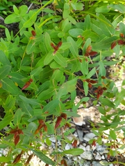 Hypericum virginicum