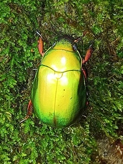 Chrysina