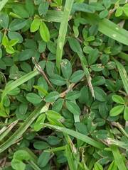 Kummerowia striata