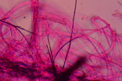 Crepidotus subverrucisporus