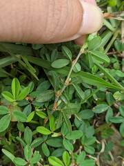 Kummerowia striata