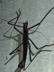 Autolyca pallidicornis