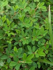 Kummerowia striata