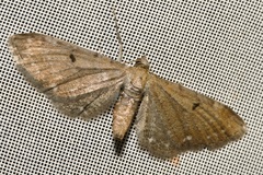 Eupithecia absinthiata