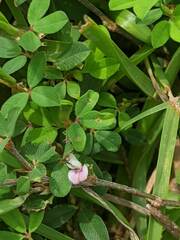 Kummerowia striata