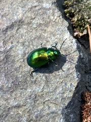 Chrysolinina