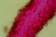 Crepidotus subverrucisporus