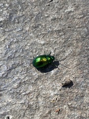 Chrysolinina