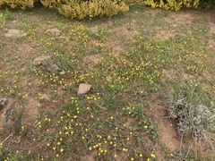 Hyalosperma