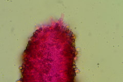 Crepidotus subverrucisporus