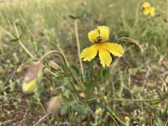 Goodenia arguta