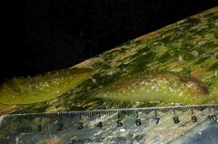 Pseudaneitea