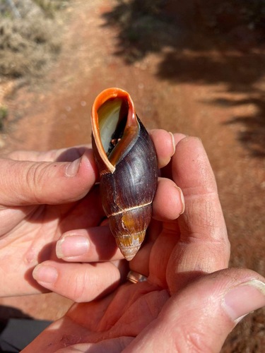 Placostylus ambagiosus ambagiosus, 2022-09-01