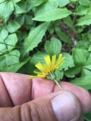 Hieracium