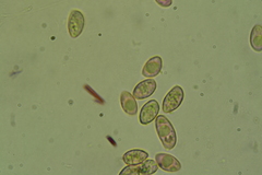 Crepidotus subverrucisporus