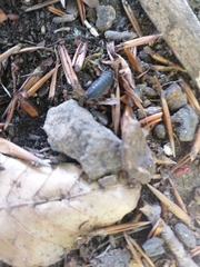 Porcellio scaber