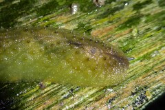 Pseudaneitea