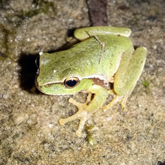 Ranoidea phyllochroa