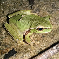 Ranoidea phyllochroa